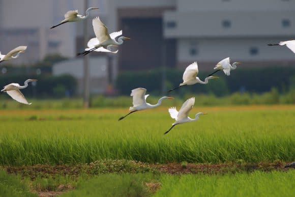 ダイサギ、チュウサギ7-24-1