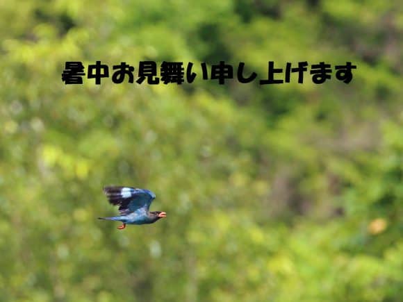 暑中お見舞い