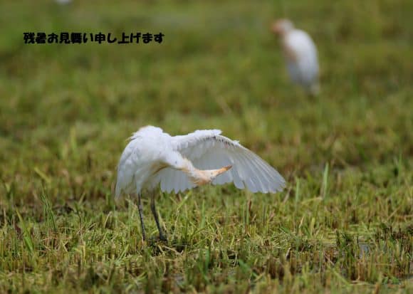 残暑お見舞い