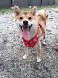 はなちゃん
